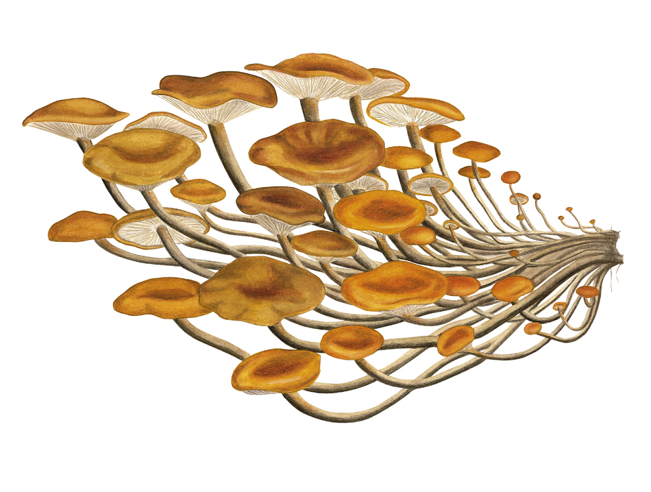 mushrooms_2